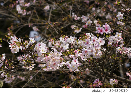 桜 さくら サクラ 80489350