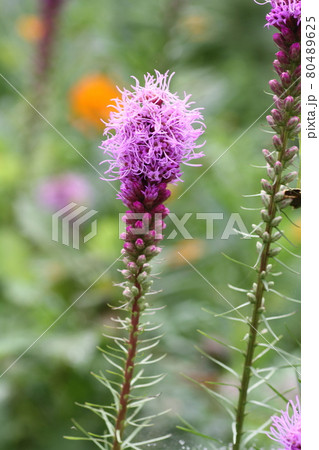 農家の庭先に咲く、リアトリスの花 80489625