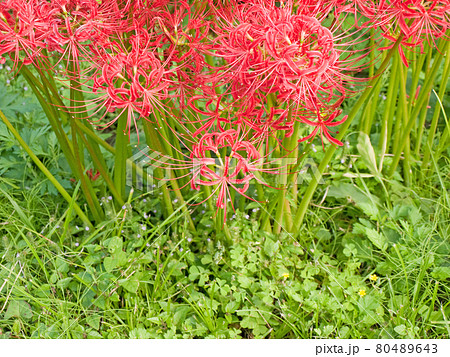 緑の草叢の彼岸花（ヒガンバナ） 80489643