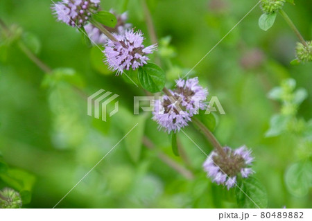 ペニーロイヤルミント（薬草ハーブ） 80489882