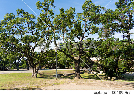 【岡山県】　岡山城 80489967