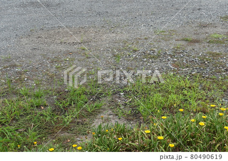 荒地 草原 野原 雑草 土地 荒地 草原 野原 雑草 土地 80490619