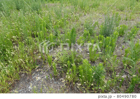 荒地　草原　野原　雑草　土地 80490780