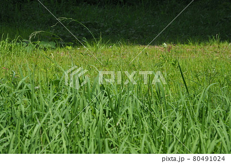 荒地 草原 野原 雑草 土地 荒地 草原 野原 雑草 土地 80491024