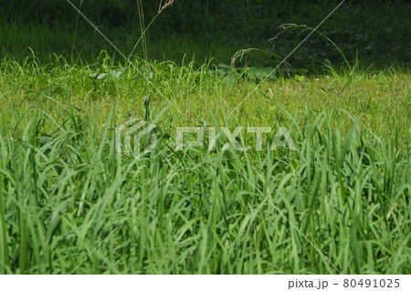 荒地　草原　野原　雑草　土地 80491025