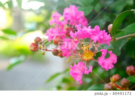 サルスベリの花アップ サルスベリの花アップ 80491172