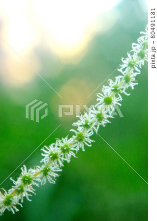 ふわふわの植物 ふわふわの植物 80491181