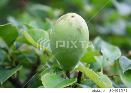 カリン・夏の実（薬用果実） 80491571