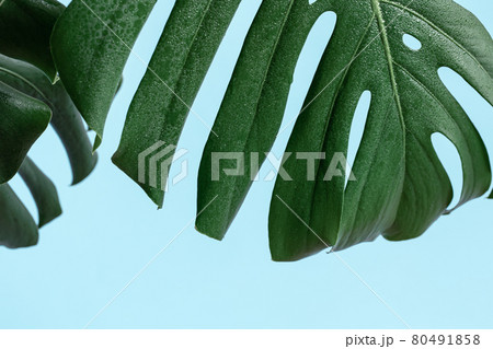 Natural background with tropical monstera leaf close up. 80491858