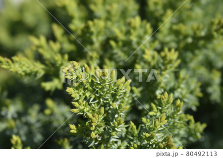 Juniper Green Carpet Juniper Green Carpet 80492113