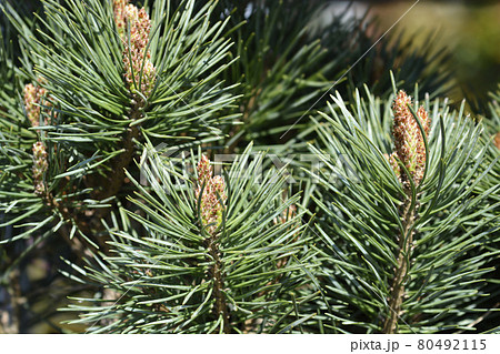 Scots pine Chantry Blue Scots pine Chantry Blue 80492115