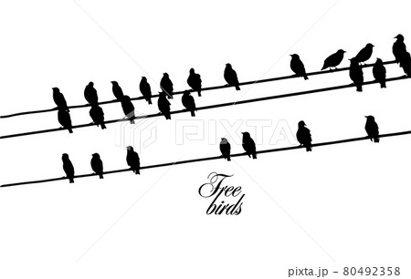 Birds on wires. Vector illustration 80492358