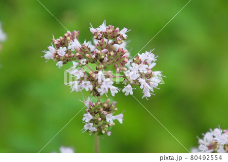 オレガノ(薬草ハーブ) オレガノ(薬草ハーブ) 80492554