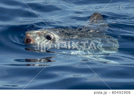 Sunfish underwater while eating jellyfish 80492906