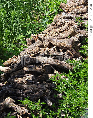 ソロキャンプ(まき) 80493030