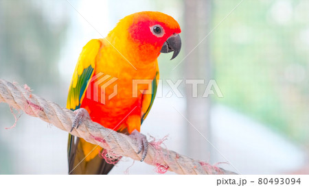 Close up Colorful yellow orange green love bird on rope with copy space Close up Colorful yellow orange green love bird on rope with copy space 80493094