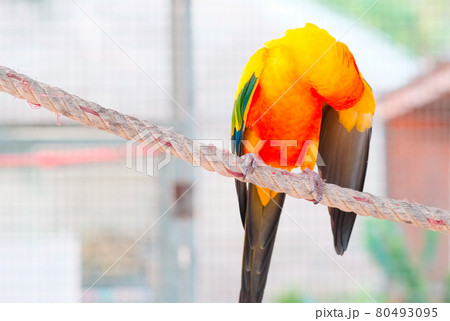 Close up Colorful yellow orange green love bird on rope hairy wing fur 80493095