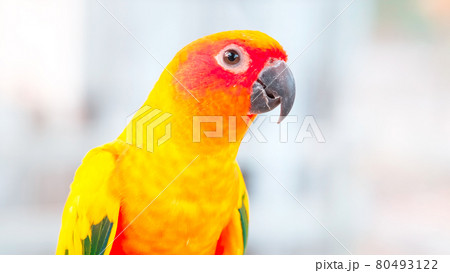 Close up Colorful yellow orange green love bird on rope blurry background with copy space 80493122