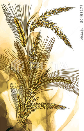 Abstract background with ears of wheat. Vector illustration 80493177