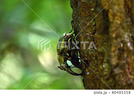 ミヤマクワガタの交尾 ミヤマクワガタの交尾 80493358