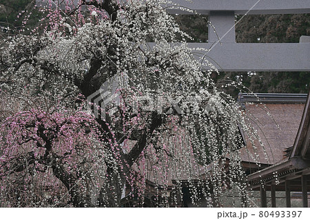 枝垂梅 枝垂梅 80493397