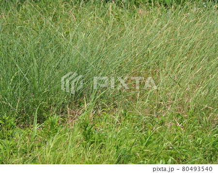 荒地 草原 野原 雑草 土地 荒地 草原 野原 雑草 土地 80493540