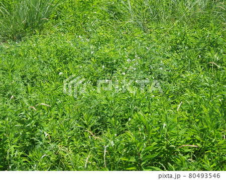荒地　草原　野原　雑草　土地 80493546