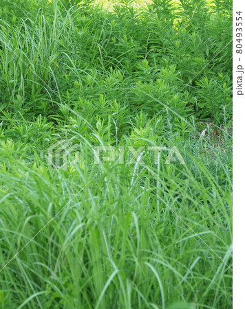 荒地 草原 野原 雑草 土地 荒地 草原 野原 雑草 土地 80493554