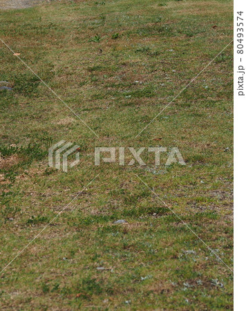 荒地 草原 野原 雑草 土地 荒地 草原 野原 雑草 土地 80493574
