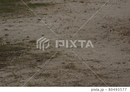 荒地　草原　野原　雑草　土地 80493577