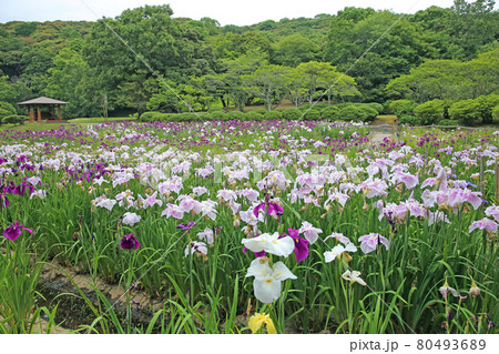 物見山公園の菖蒲園 物見山公園の菖蒲園 80493689