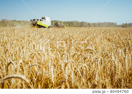 Combine harvester harvests ripe wheat. Ripe ears of gold field on the sunset cloudy orange sky background. . Concept of a rich harvest. Agriculture image. 80494760