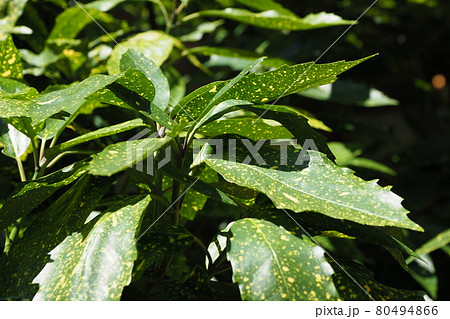 アオキ（フイリアオキ　自然質感） 80494866