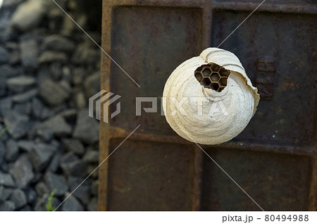 水道メーターに作られたハチの巣 80494988