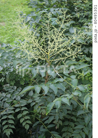 真夏に咲く、タラノキの白い花 80495301