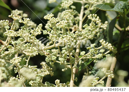 真夏に咲く、タラノキの白い花 真夏に咲く、タラノキの白い花 80495437