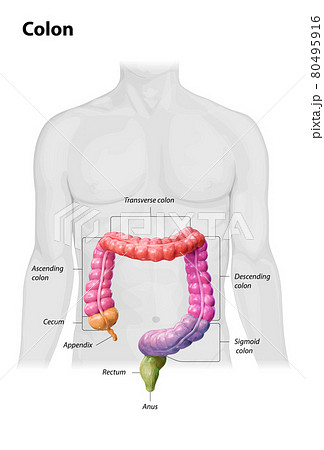 Colon anatomy on white background,description of the parts of the colon,color parts, human body, 2d, 3d render 80495916