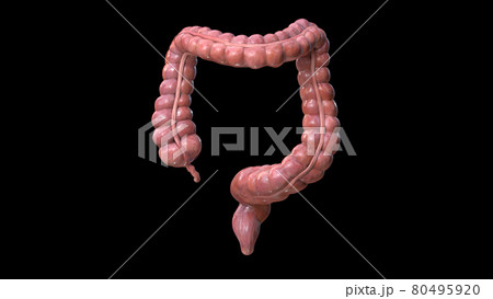 Colon anatomy on black background, 3d render, 80495920