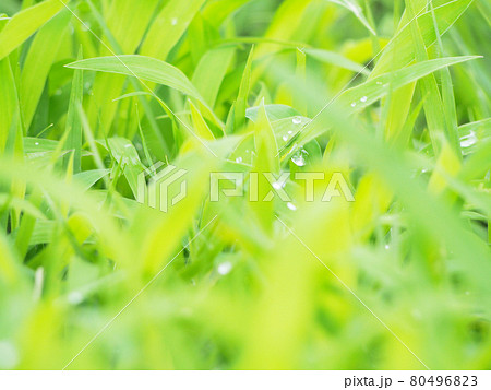 原っぱ　広場 80496823