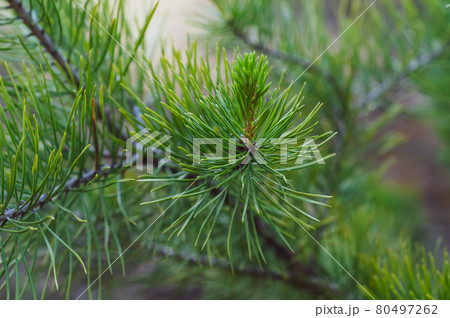 Young green shoots pine close-up on branch, tree with green needles, natural background, Nature outdoors in pine forest. Young green shoots pine close-up on branch, tree with green needles, natural background, Nature outdoors in pine forest. 80497262