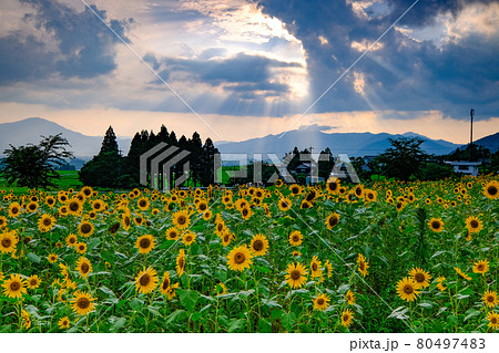夕暮れ時 夕暮れ時 80497483