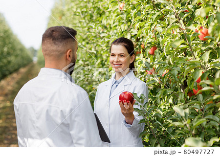 Summer and autumn harvest of organic fruits, work of agronomist, checking crop and quality control outdoor 80497727