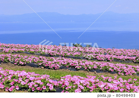 びわこ箱館山　夏のイベント 80498403