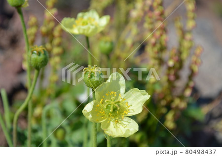 利尻島固有種の高山植物リシリヒナゲシの花 80498437