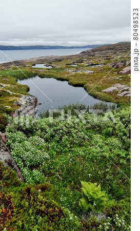 Tundra Landscapes. Natura Wallpaper Tundra Landscapes. Natura Wallpaper 80498523