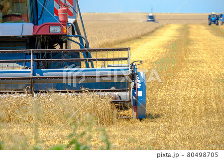 Agricultural harvester mows wheat 80498705