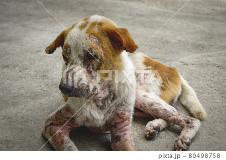 Closeup dog has an leprosy skin problem on their body and lying on the concrete floor. 80498758