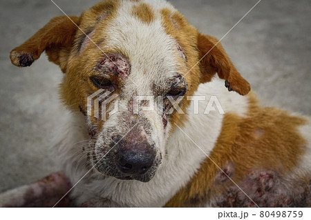 Closeup dog has an leprosy skin problem on their body and lying on the concrete floor. 80498759