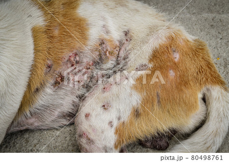 Close-up of the body dog has an leprosy skin problem on their body and lying on the concrete floor. 80498761