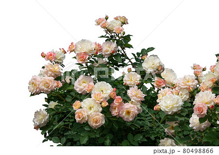 Blooming red rose bushes isolated on white 80498866
